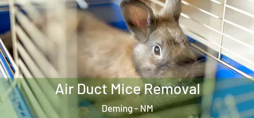 Air Duct Mice Removal Deming - NM